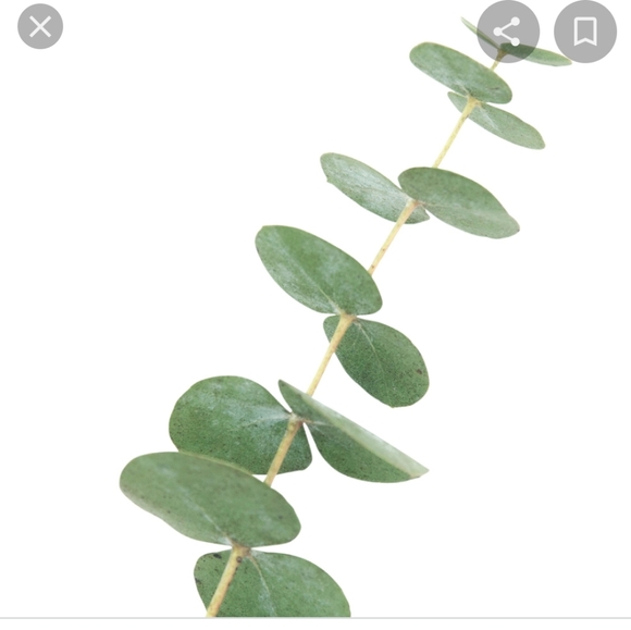 Homemade Eucalyptus Greek Yogurt Organic Soap - Picture 13 of 16